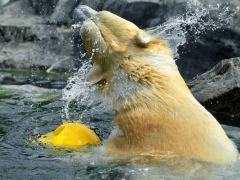 Close-up of water splashing