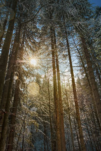 Low angle view of trees in forest against sky