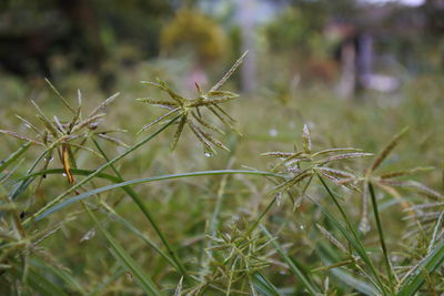 Close-up of plant growing on field