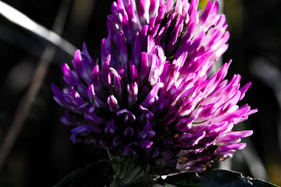 Close-up of purple pink flower