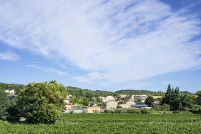 Small wave of white fluffy clouds on vivid blue sky above houses on mountain vineyard and green tree