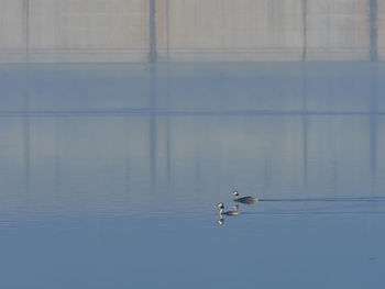 Great crested grebe, podiceps cristatus, at bellus reservoir, spain