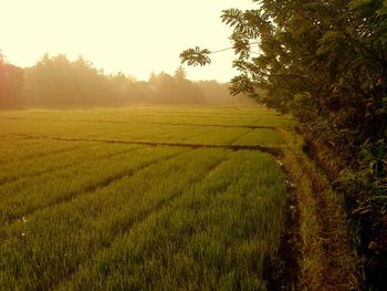 Scenic view of field against sky at sunset