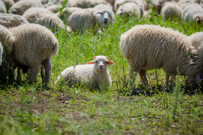 Sheep in a field