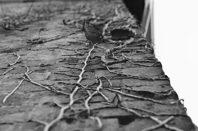 Close-up of leaf on wood
