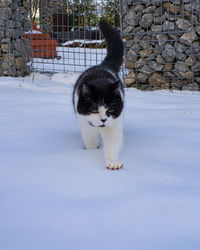 Portrait of a cat in snow