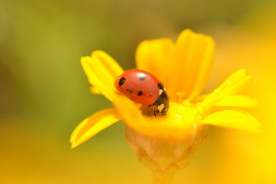 Close-up of ladybug on yellow flower