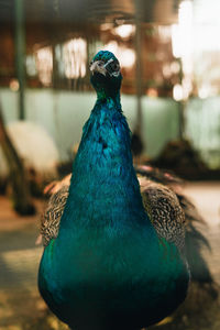 animal themes