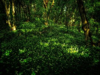 Scenic view of forest