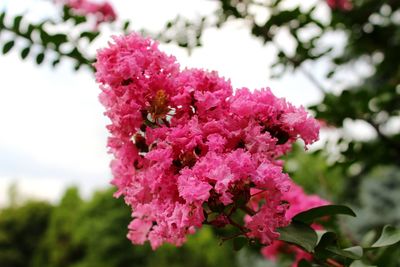 Close-up of pink flowers blooming on tree