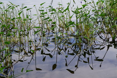 High angle view of plants in lake