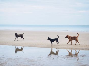 View of dogs on beach against sky