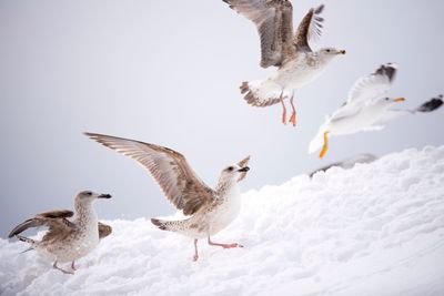 Low angle view of birds flying against sky