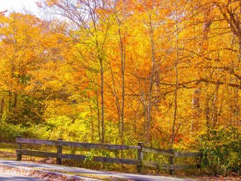 Trees in forest during autumn