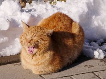 Cat lying on snow