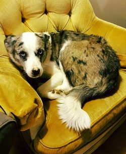 Dog sitting on sofa at home