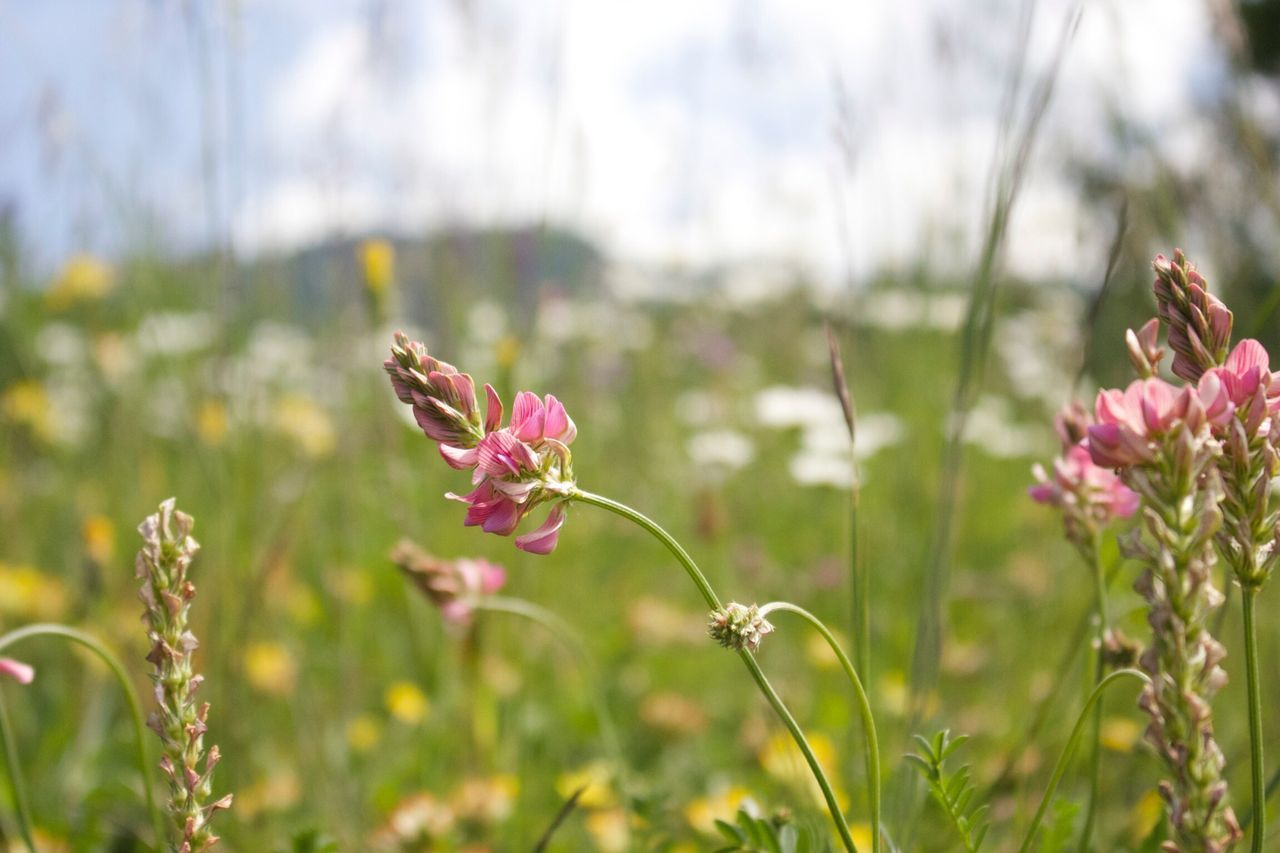 flower, animal themes, animals in the wild, one animal, insect, focus on foreground, wildlife, growth, plant, freshness, beauty in nature, fragility, nature, stem, close-up, selective focus, field, pollination, blooming, petal