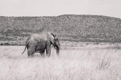 Elephant on field