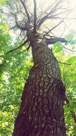 Low angle view of tree trunk