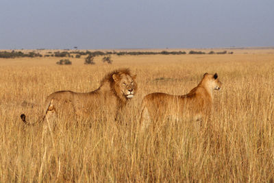 Lion couple in sunset light in masai mara.