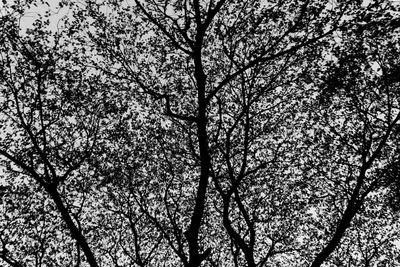 Low angle view of bare tree against sky
