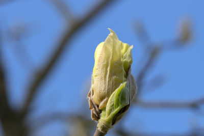 Close-up of green leaf on plant