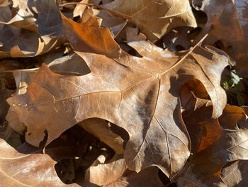 Full frame shot of dry leaves