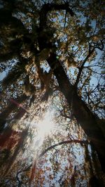 Low angle view of trees in forest