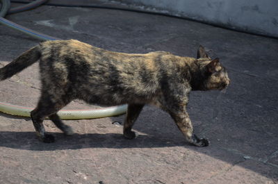 Side view of a cat on sidewalk