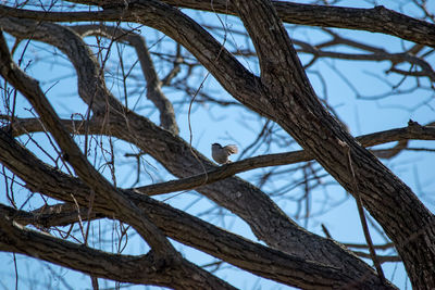 Low angle view of bird perching on tree against sky