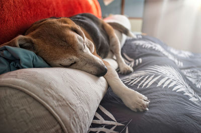 Old beagle dog sleeping on the bed, with its head on the pillow