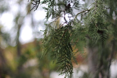 Close-up of pine tree branch