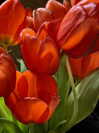 Close-up of red tulips