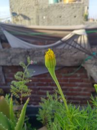 Close-up of green plant