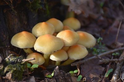 Close-up of mushrooms growing on field