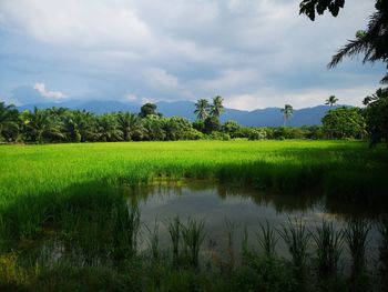 Scenic view of field by lake against sky