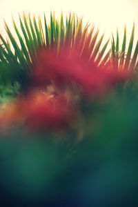 Close-up of feather against sky during sunset