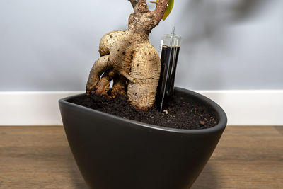 A beautiful, large bonsai tree in a black pot with liquid flower conditioner, standing on panels