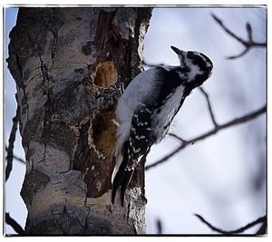 Low angle view of owl perching on tree