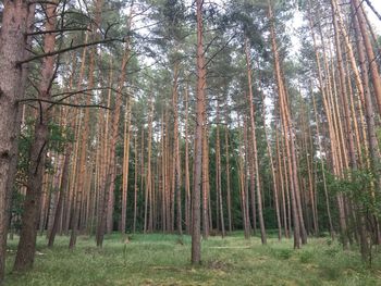 Pine trees in forest