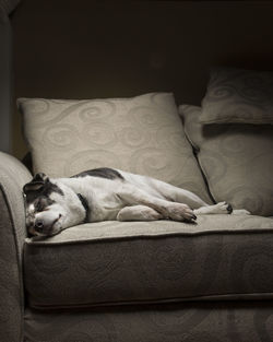 Dog relaxing on sofa at home