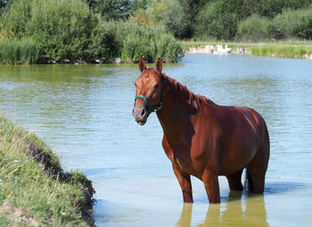 Horse standing in a lake