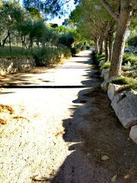 Narrow pathway along trees