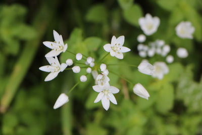 Close-up of white flowering plant