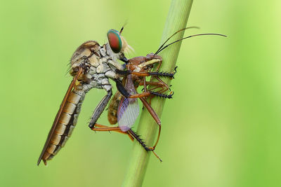 Close-up of insect on plant