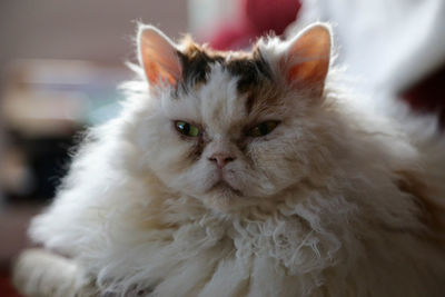 Close-up portrait of a cat