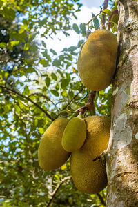 Low angle view of fruits on tree