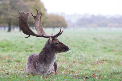 Horned animal on landscape