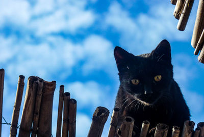 Low angle view of cat against sky