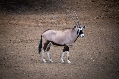 Gemsbok walks across stony ground near slope